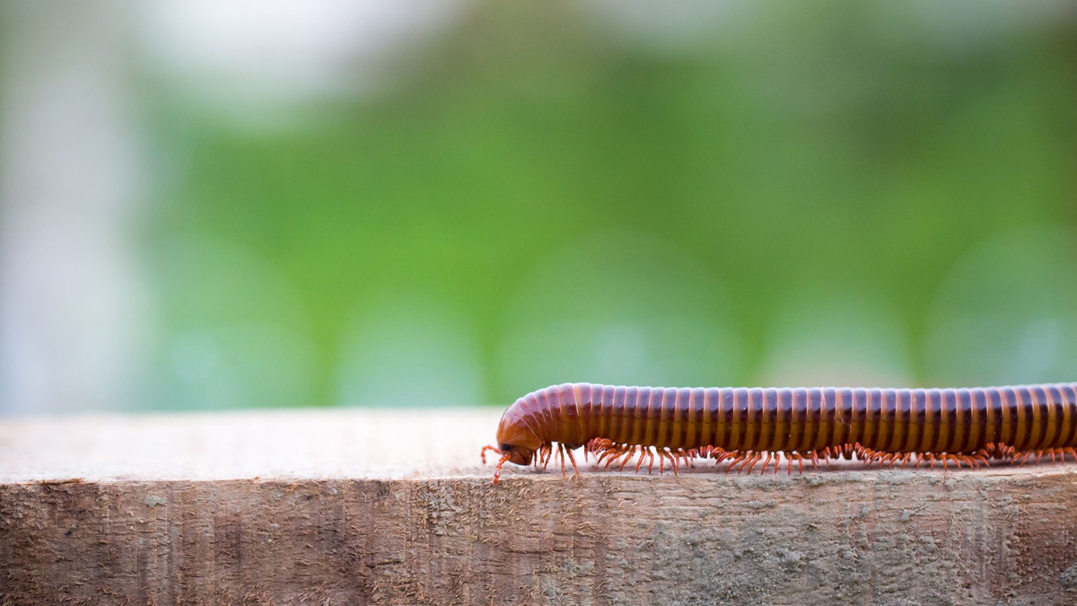 Ways To Get Rid Of Millipedes From Home