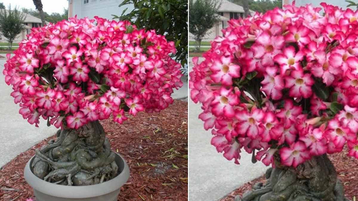 adenium plant