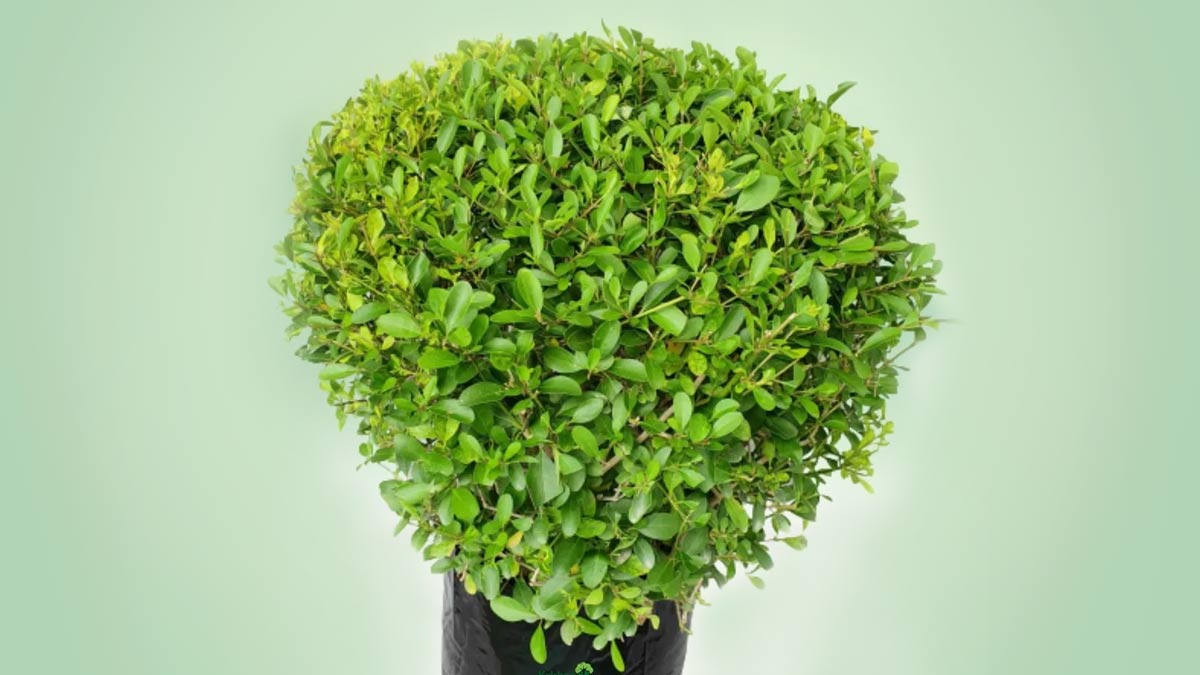 anermy indoor plants