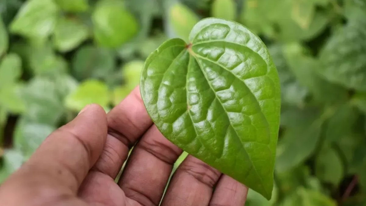 beetle leaves to fix kheer