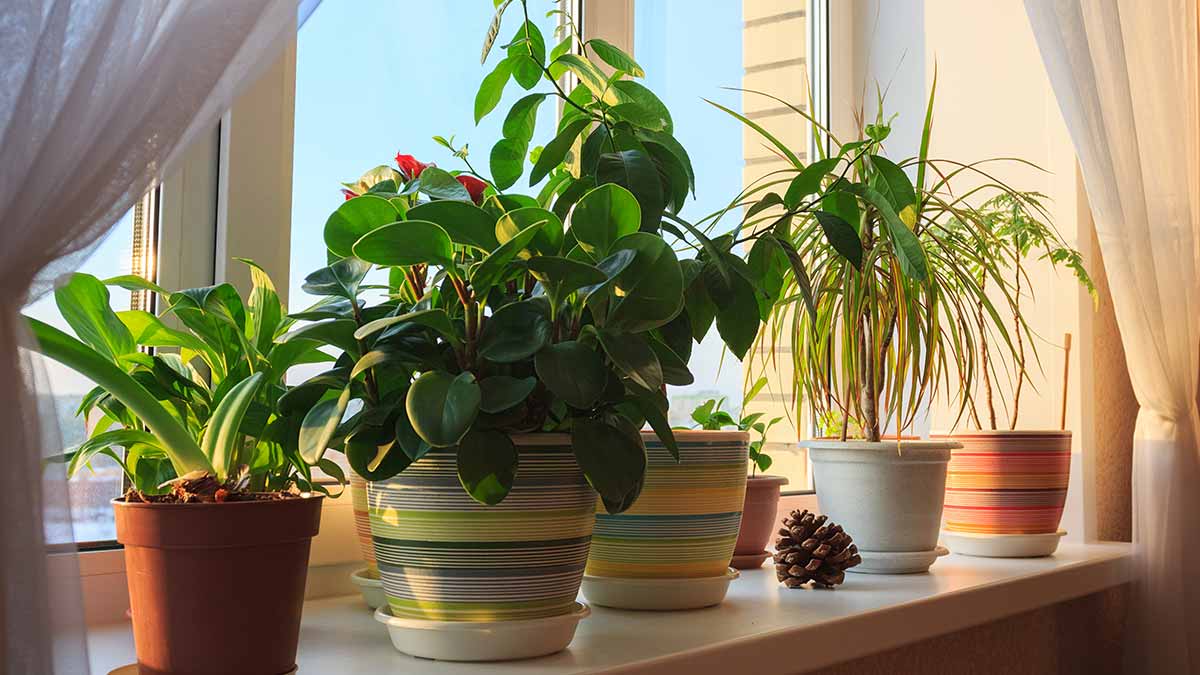 best fertilizer for indoor plants in autumn