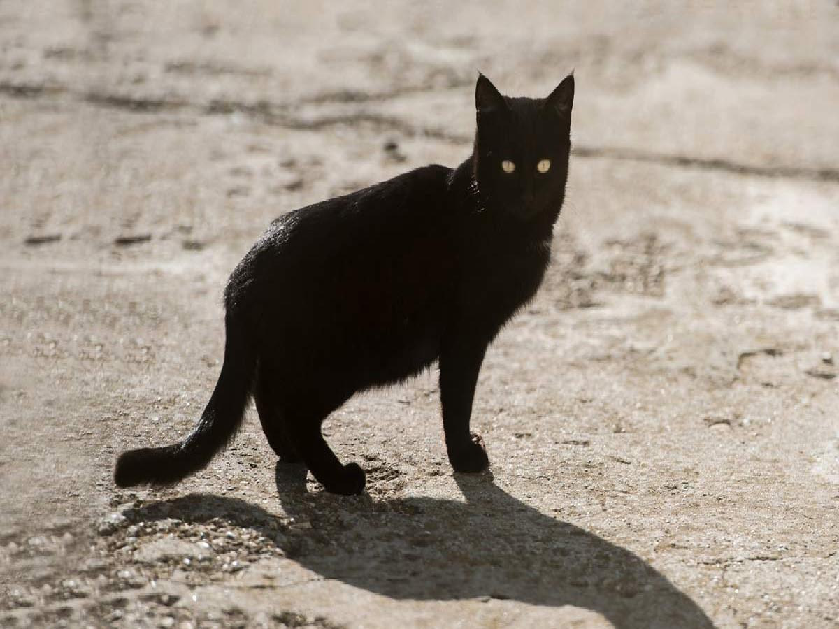 काली बिल्ली का रास्ता काटना |Cat On Way| Billi Rasta Kate To Kya Hota Hai | is it bad luck if a cat crosses your path | HerZindagi काली बिल्ली का रास्ता काटना |Cat On Way| Billi Rasta Kate To Kya Hota Hai | is it bad luck if a cat crosses your path | HerZindagi