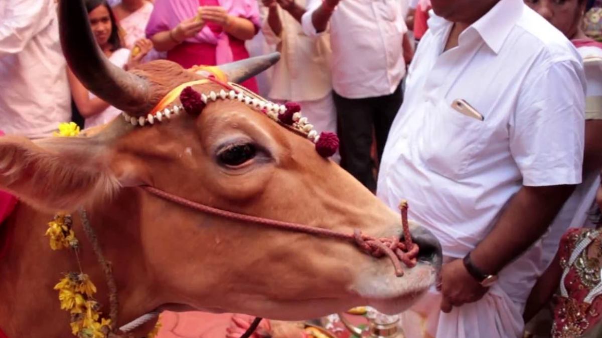 cow worship during govardhanpuja