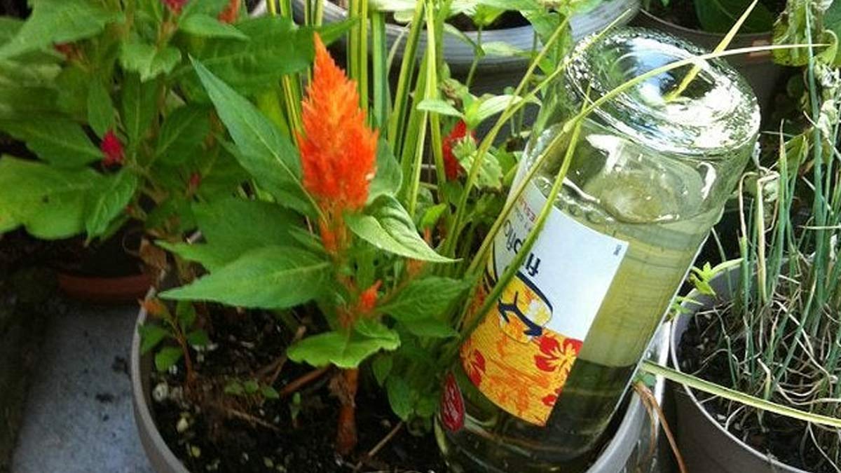 diy bottle planter