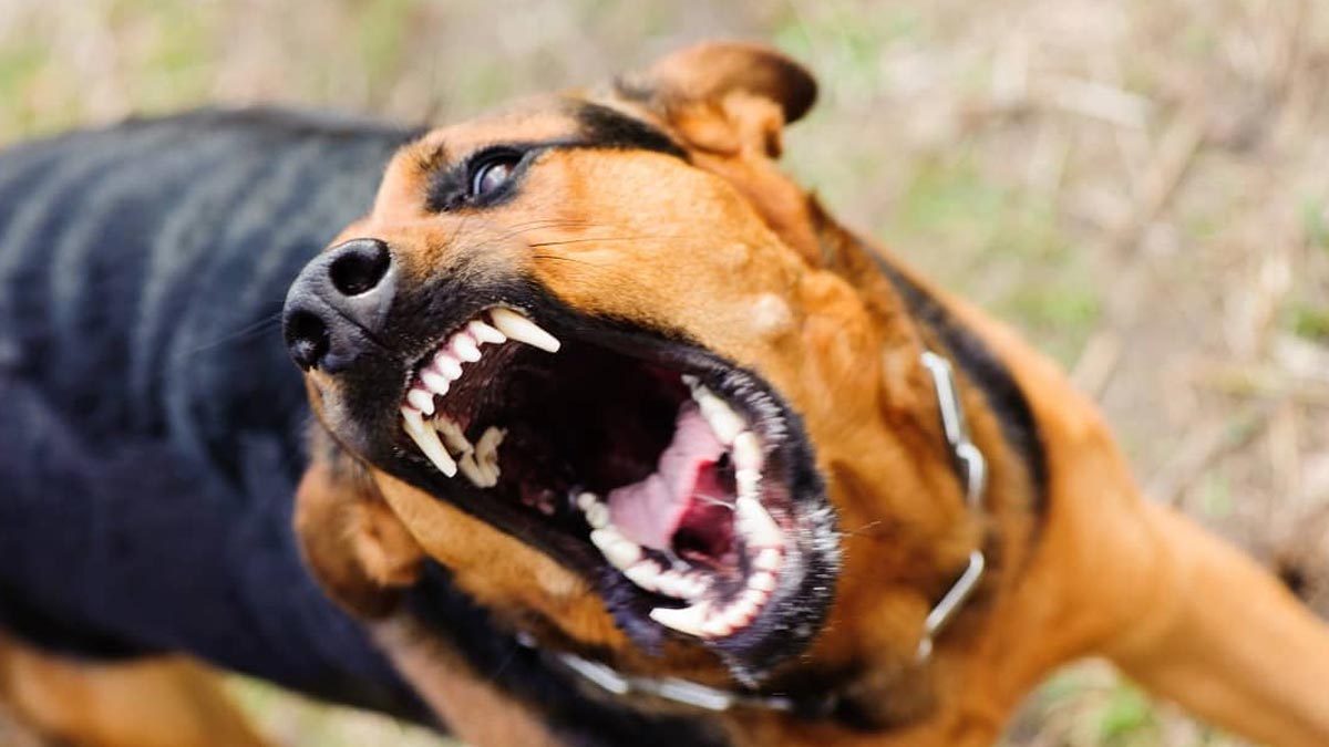 How do I stop my dog from attacking other people कुत्ते क्यों करते हैं