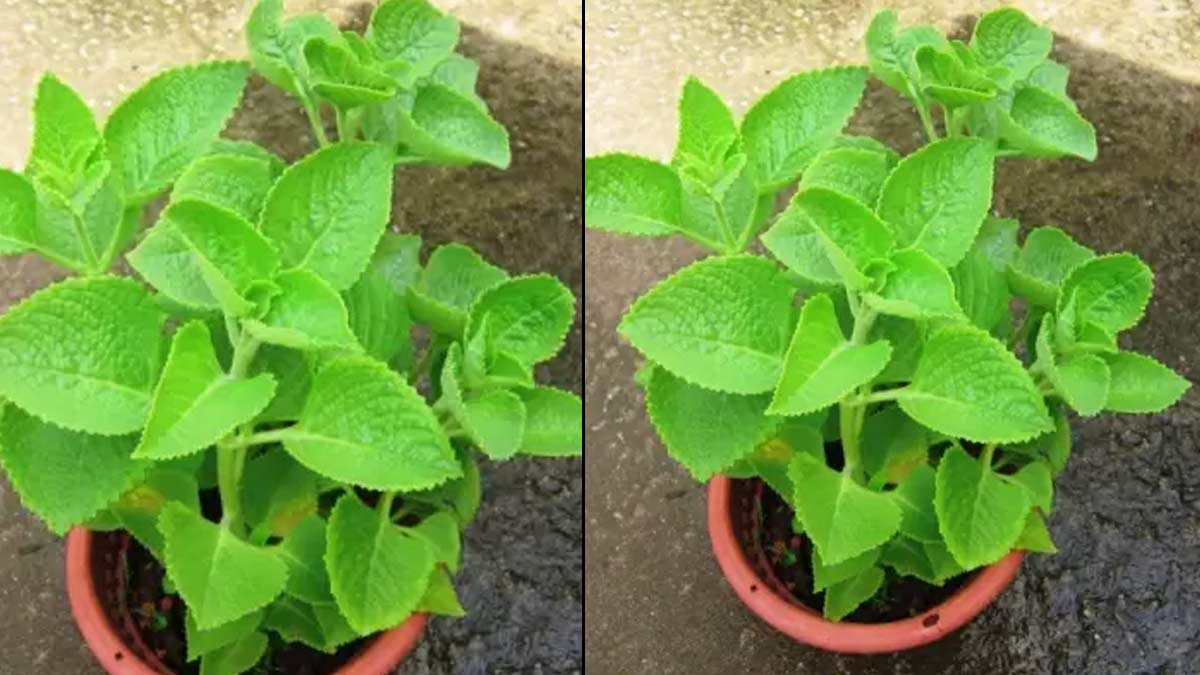 How To Grow Ajwain Plantअजवाइन खाने के फायदे और नुकसान Ajwain Plant