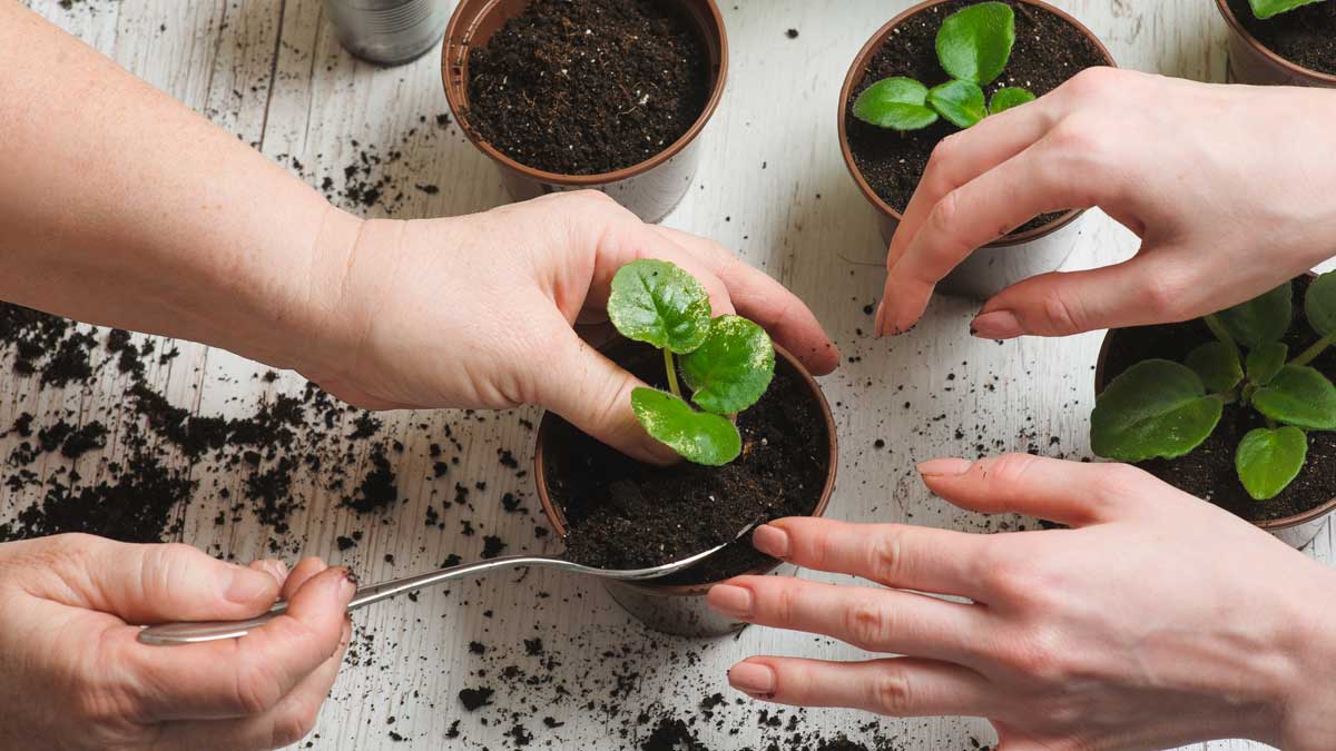 fertilizer for indoor plants