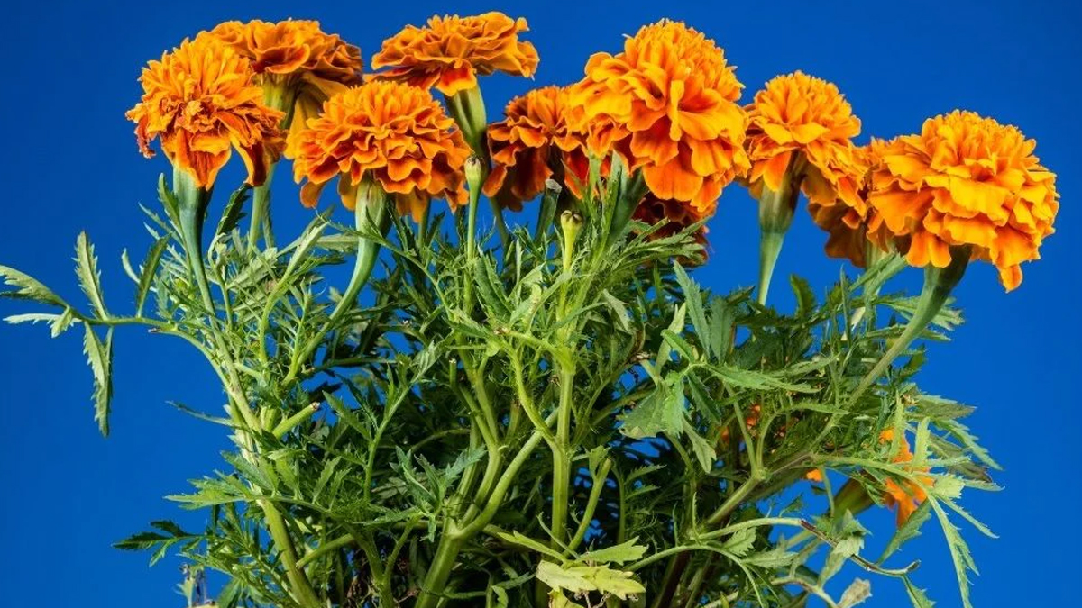 fertilizer for marigold plant