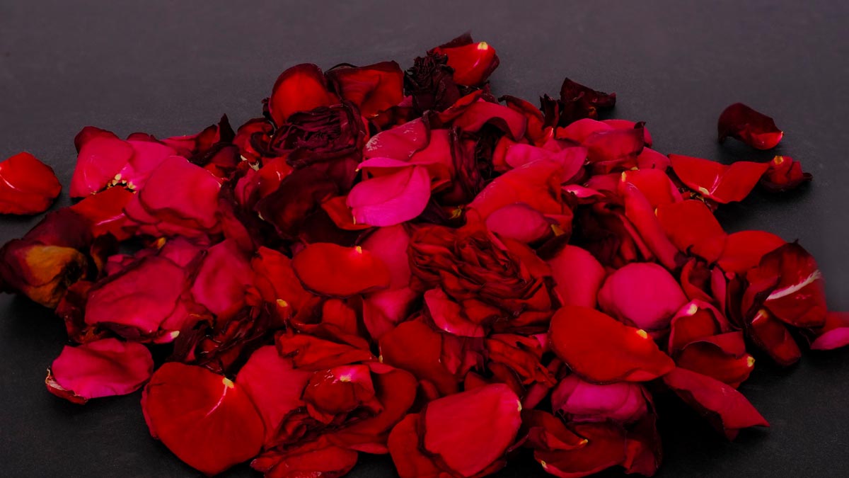 gulab ke phool ke upay