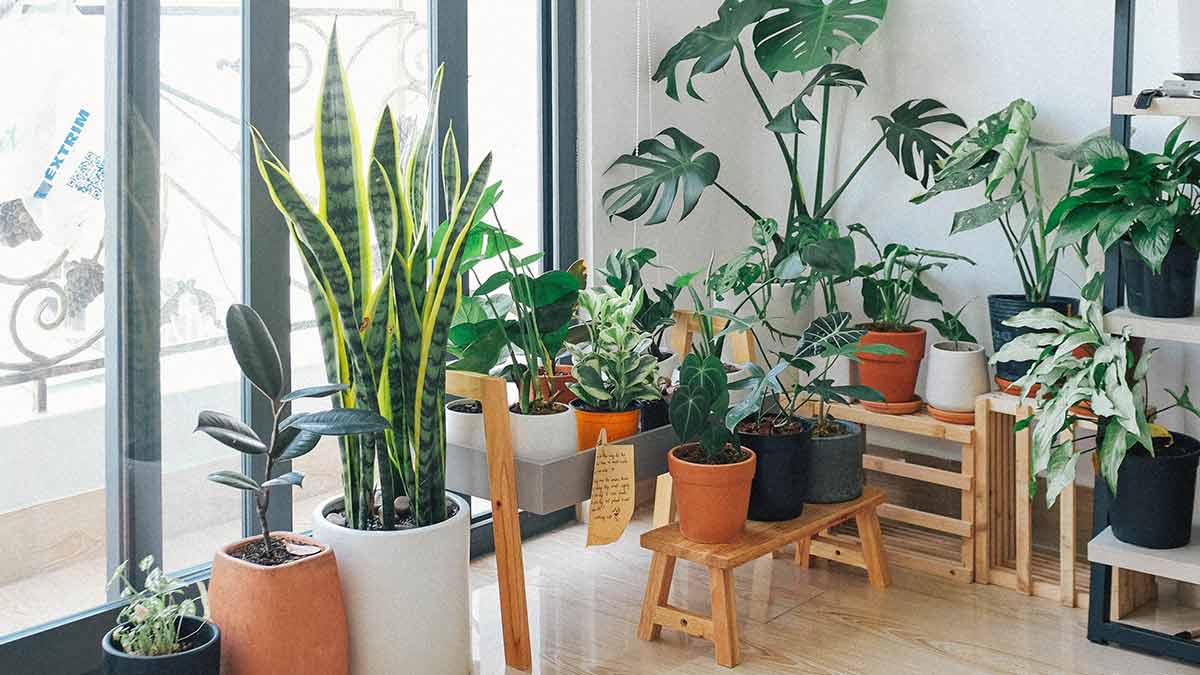 homemade fertilizer for indoor plants in hindi