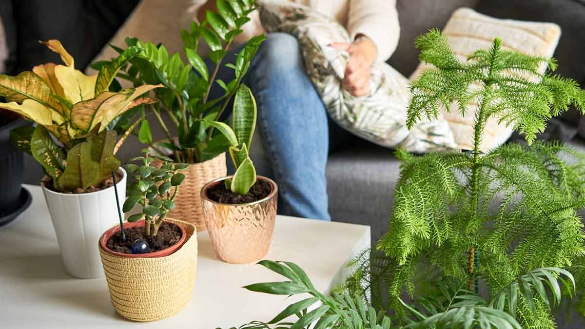 homemade fertilizer for indoor plants