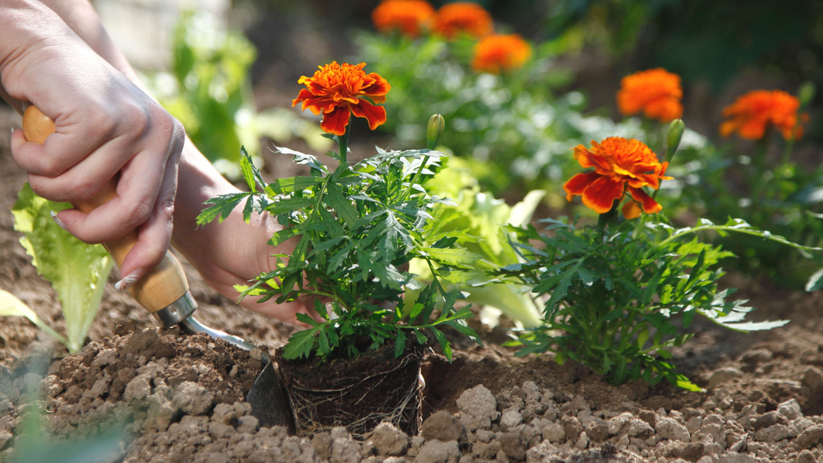 homemade fertilizer for marigold plant