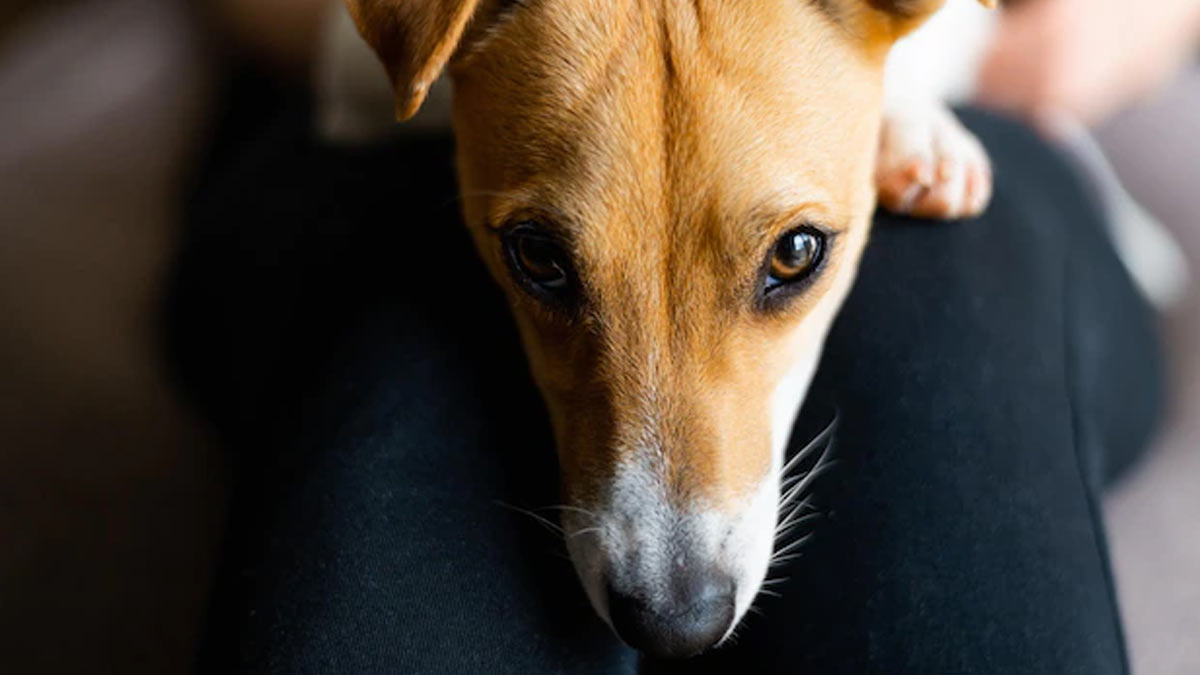 how save us from theft