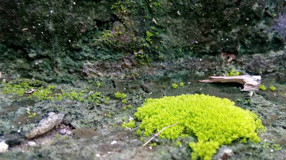 how to clean to remove moss from rooftop form borax powder