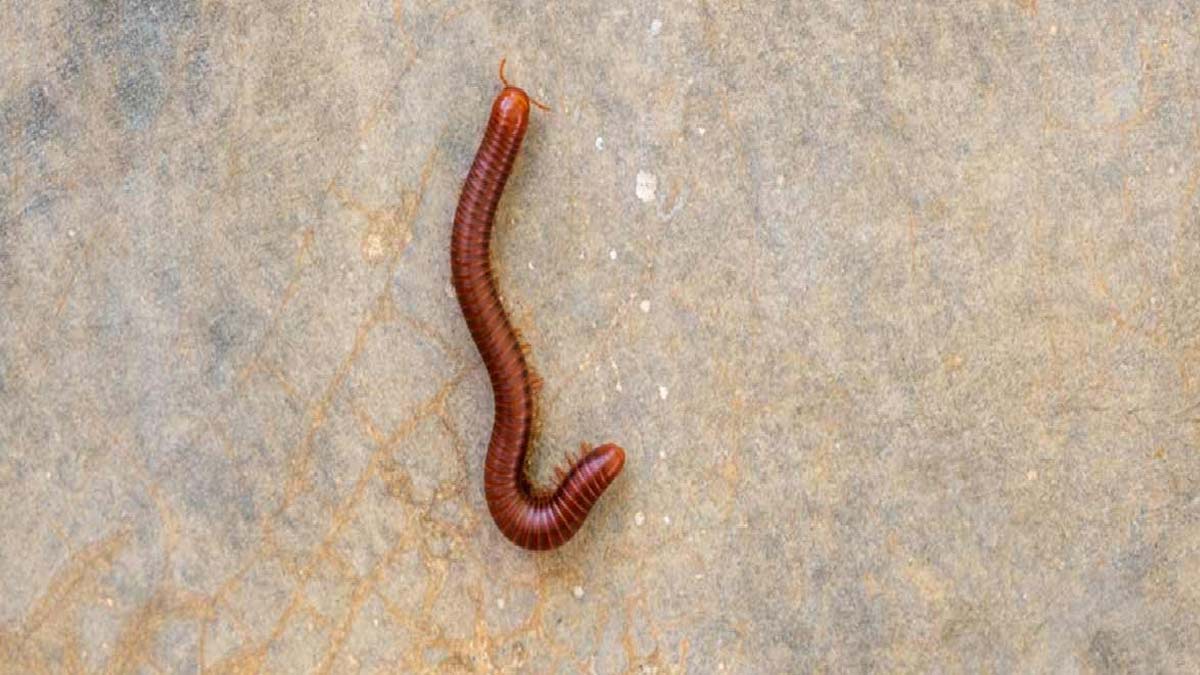 how to get rid of millipedes from home
