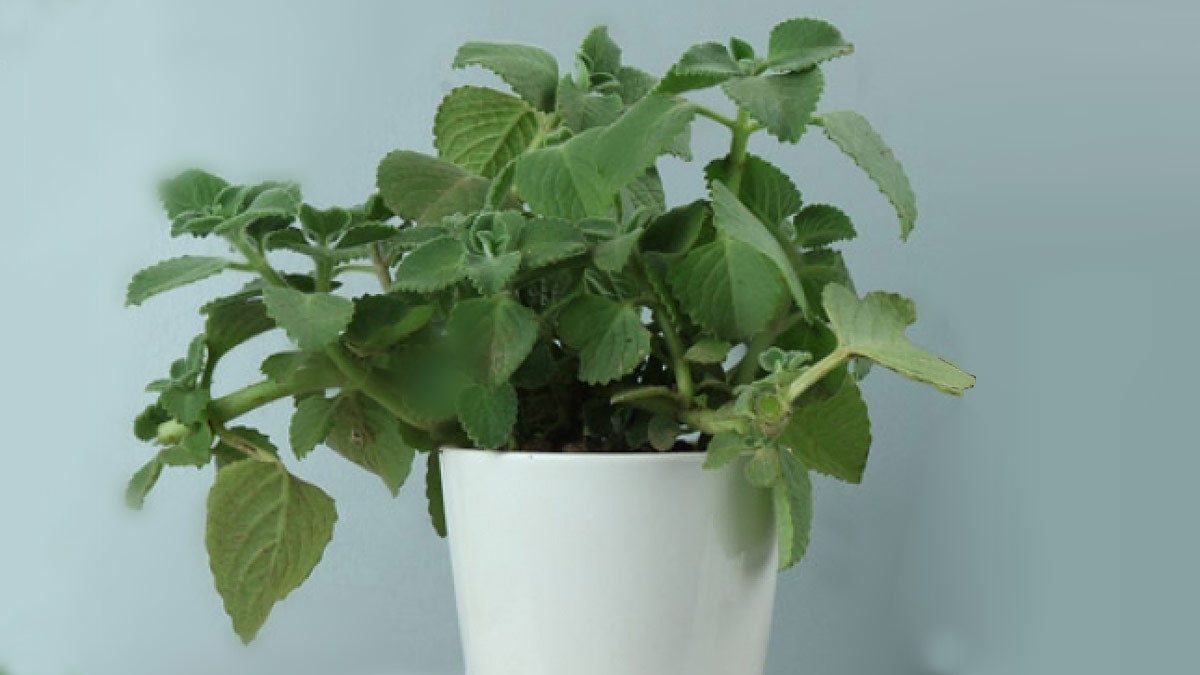 How To Grow Ajwain Plantअजवाइन खाने के फायदे और नुकसान Ajwain Plant