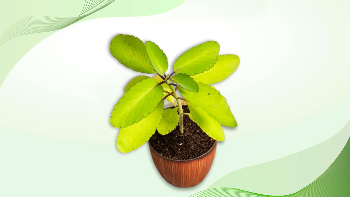 How To Grow Kalanchoe Pinnataपत्थरचट्टा के फायदे और नुकसान