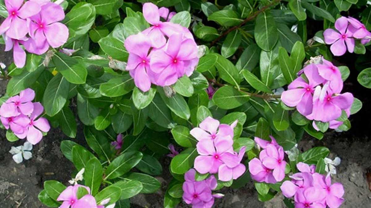 how-to-grow-madagascar-periwinkle