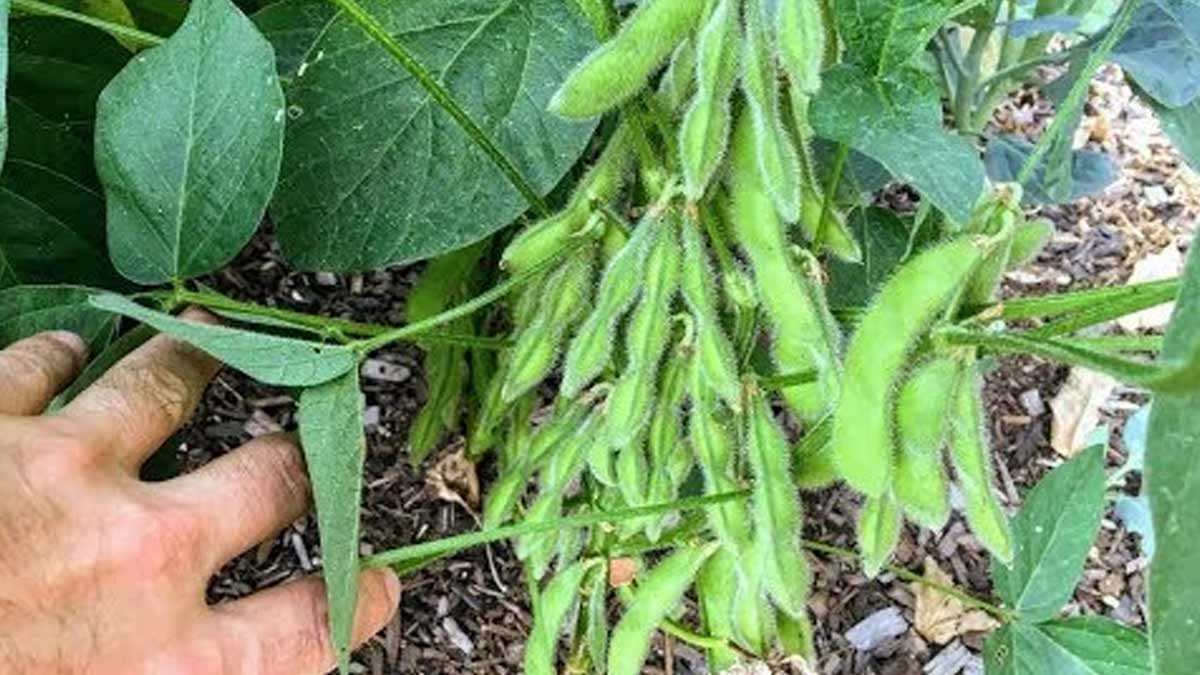 how to grow soybean plant in pot tips