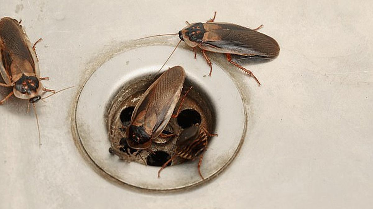 how to prevent cockroach from bathroom sink with borax powder