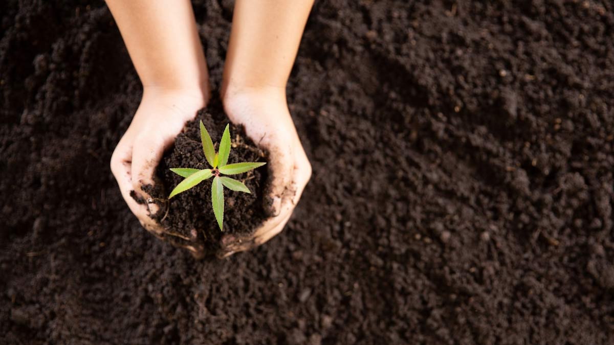 Uses Of Ash लकड़ी की राख से क्या करें uses of ash in home HerZindagi