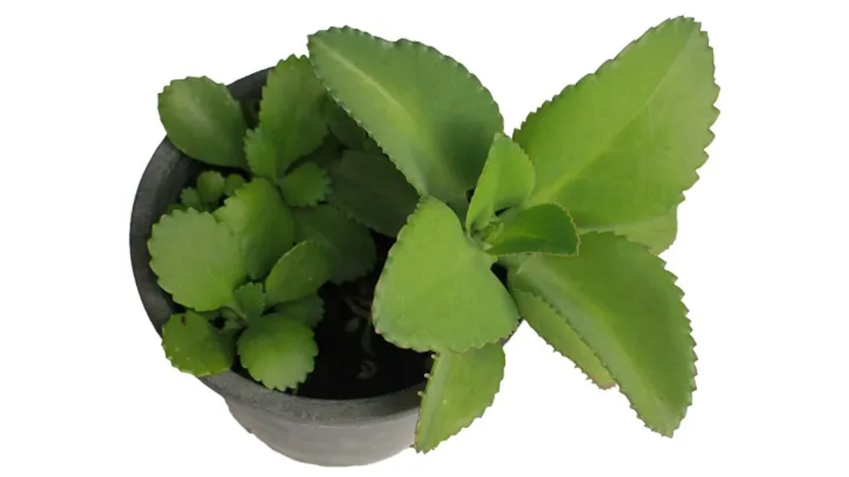 know How To Grow Kalanchoe Pinnata