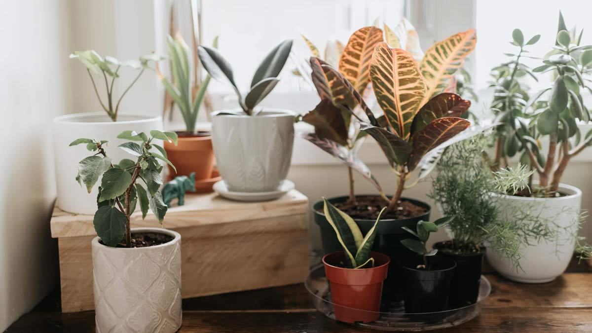 know fertilizer for indoor plants