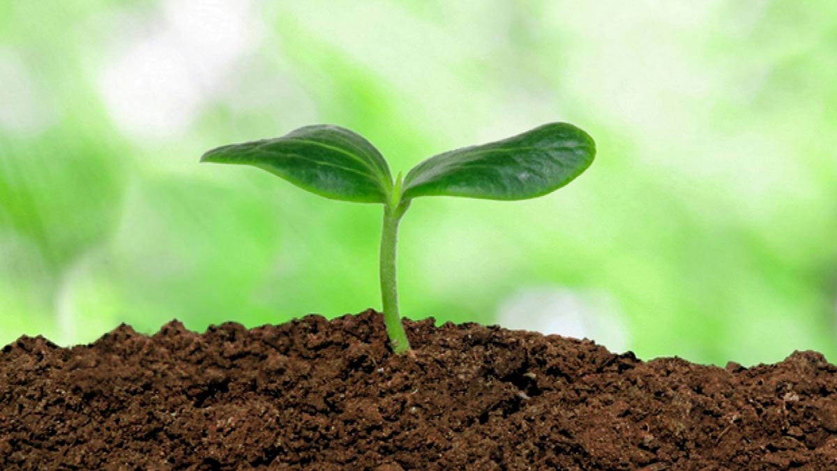 know how to grow patharchatta plant