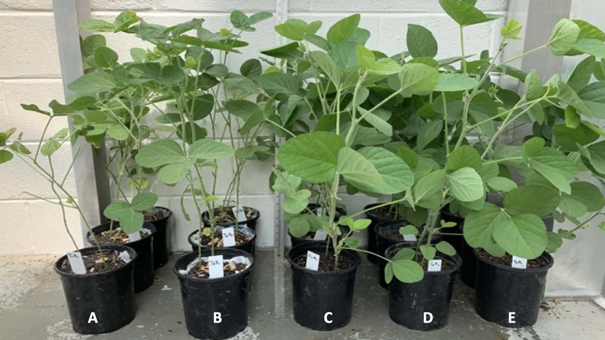 How To Grow Soybean Plant At Homeसोयाबीन के फायदे और नुकसान Soybean