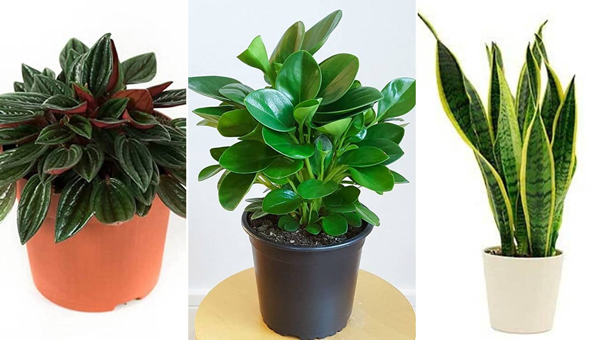 live plants from amazon under 
