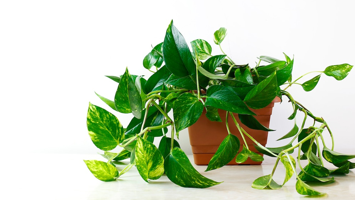 money plant growth tips