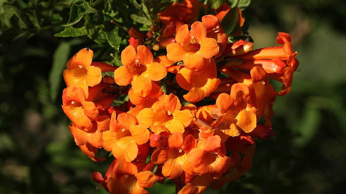 orange tecoma plant care tips