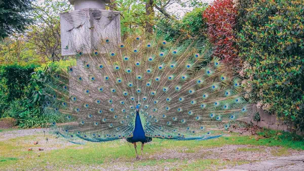 peacock in dreams hindi me