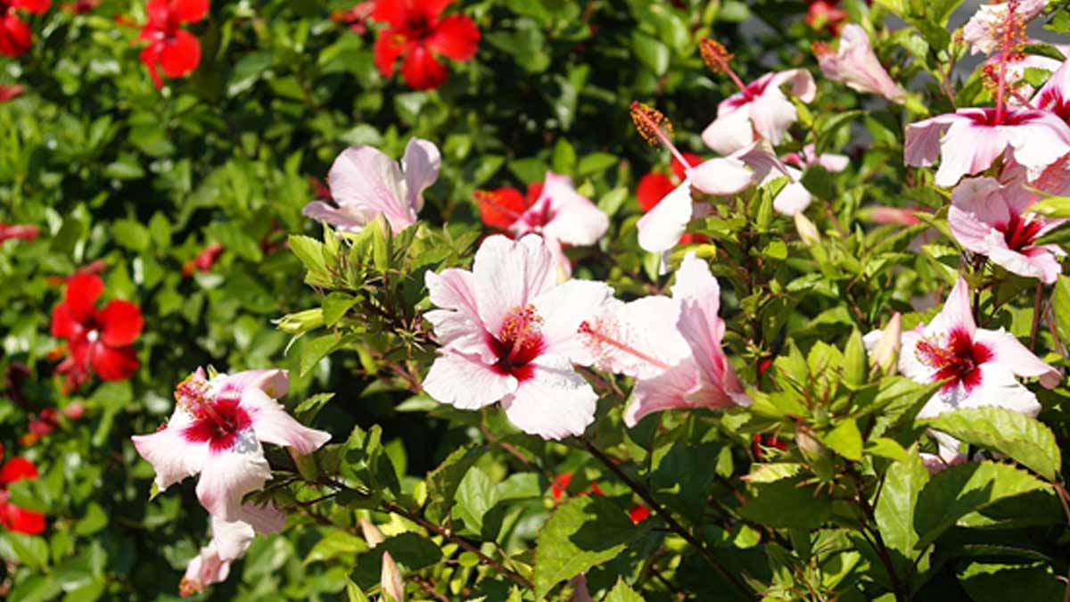 Hibiscus Plant Benefits गुड़हल के पौधे के लाभ Hibiscus Plant Kaise