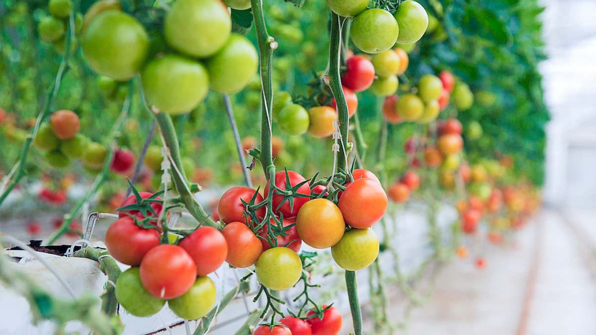 plant tomato in plastic