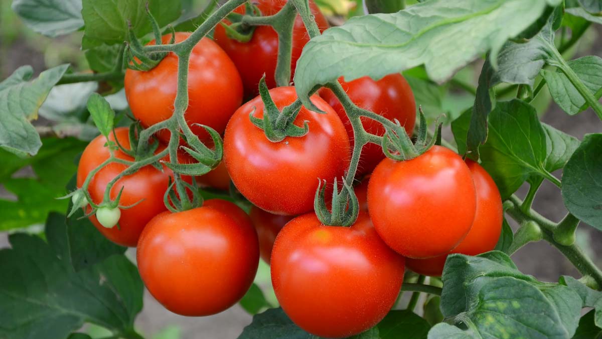 planting tomato in bottle
