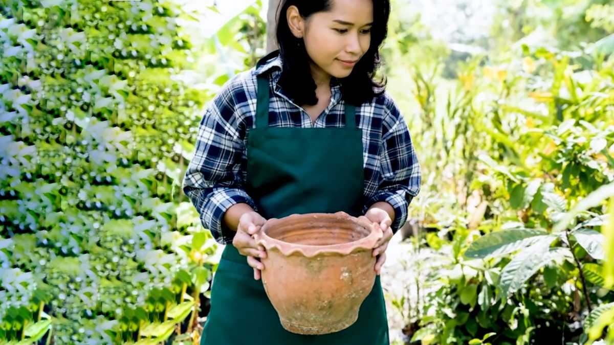 How To Protect Plant Pots From Rain बरसात में पौधे को कैसे बचाएं Barsaat Mein Gamle Ko Bachaye