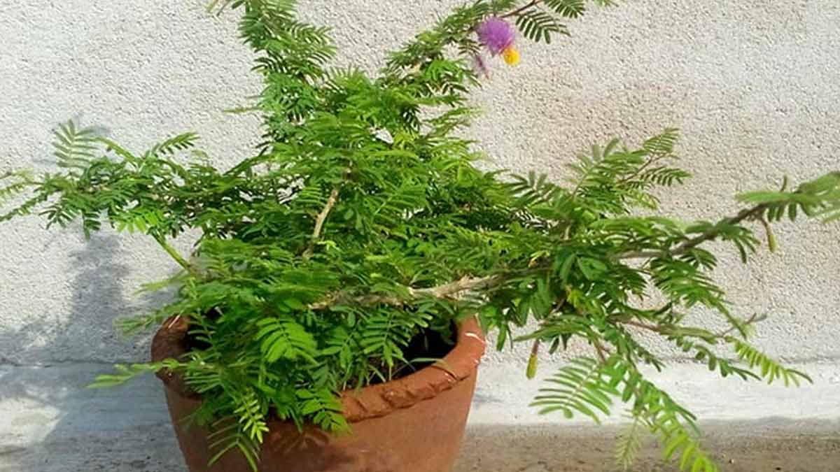 shami ke upay for money