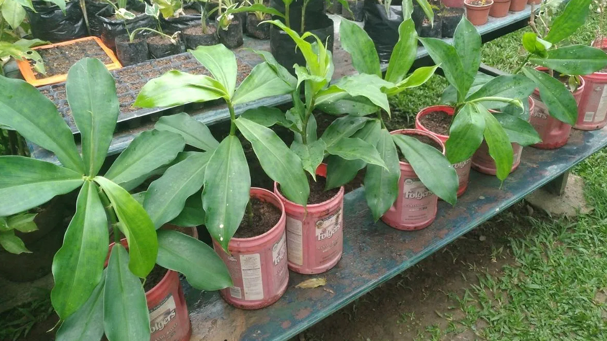 simple steps to grow insulin plant