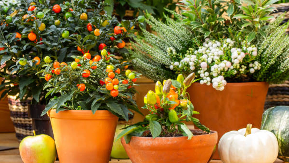 tips for Vegetable Plants Caring During Autumn