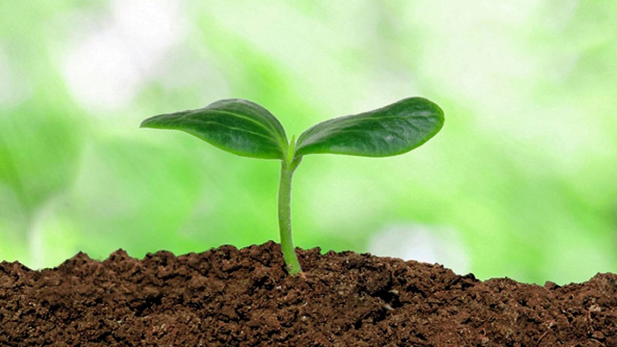 tips to grow ajwain plant in pot