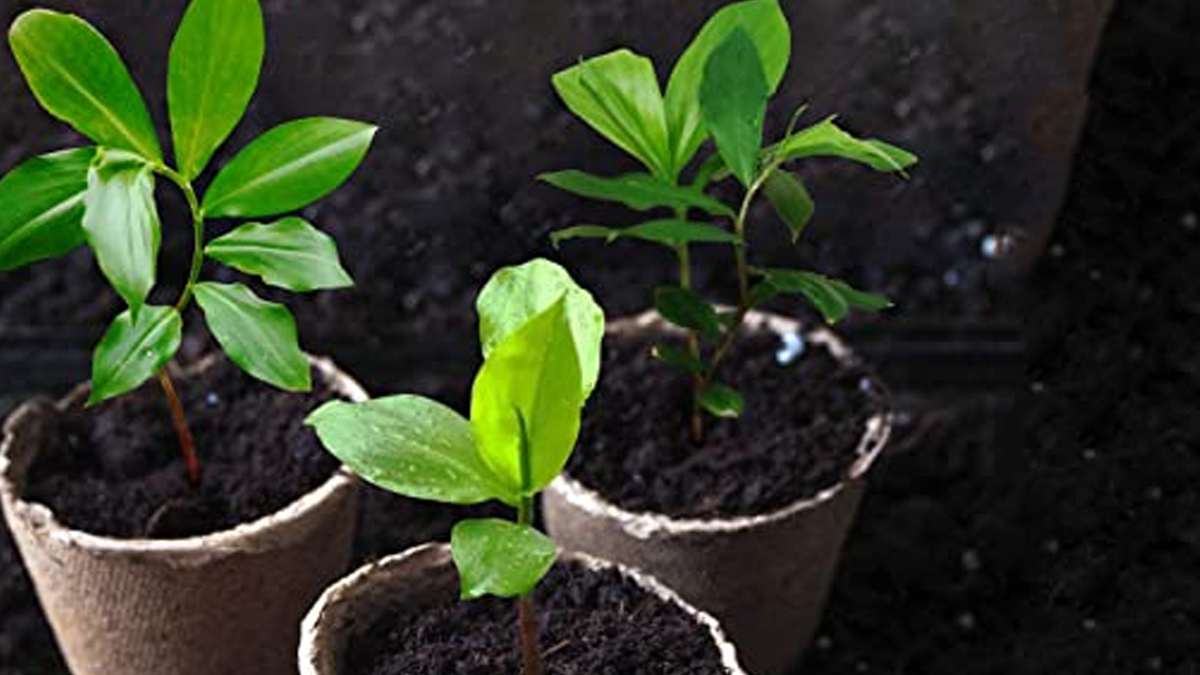 How To Grow Insulin Plantइंसुलिन पौधे के फायदे और नुकसान Insulin