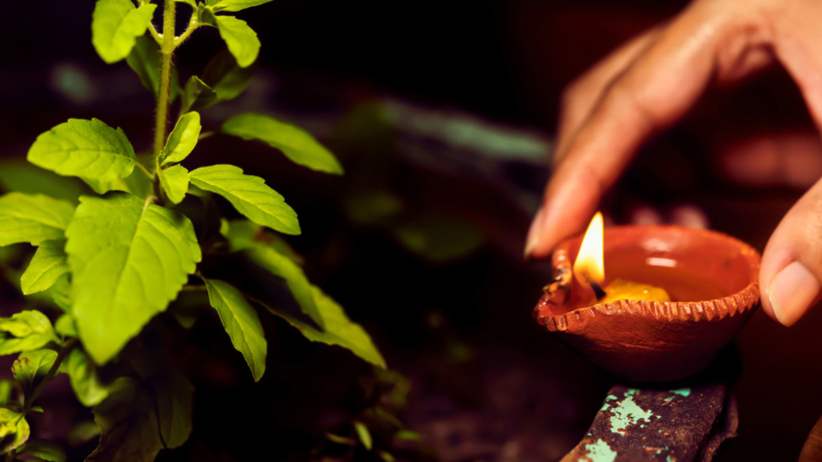 tulsi puja rules in the month of navratri