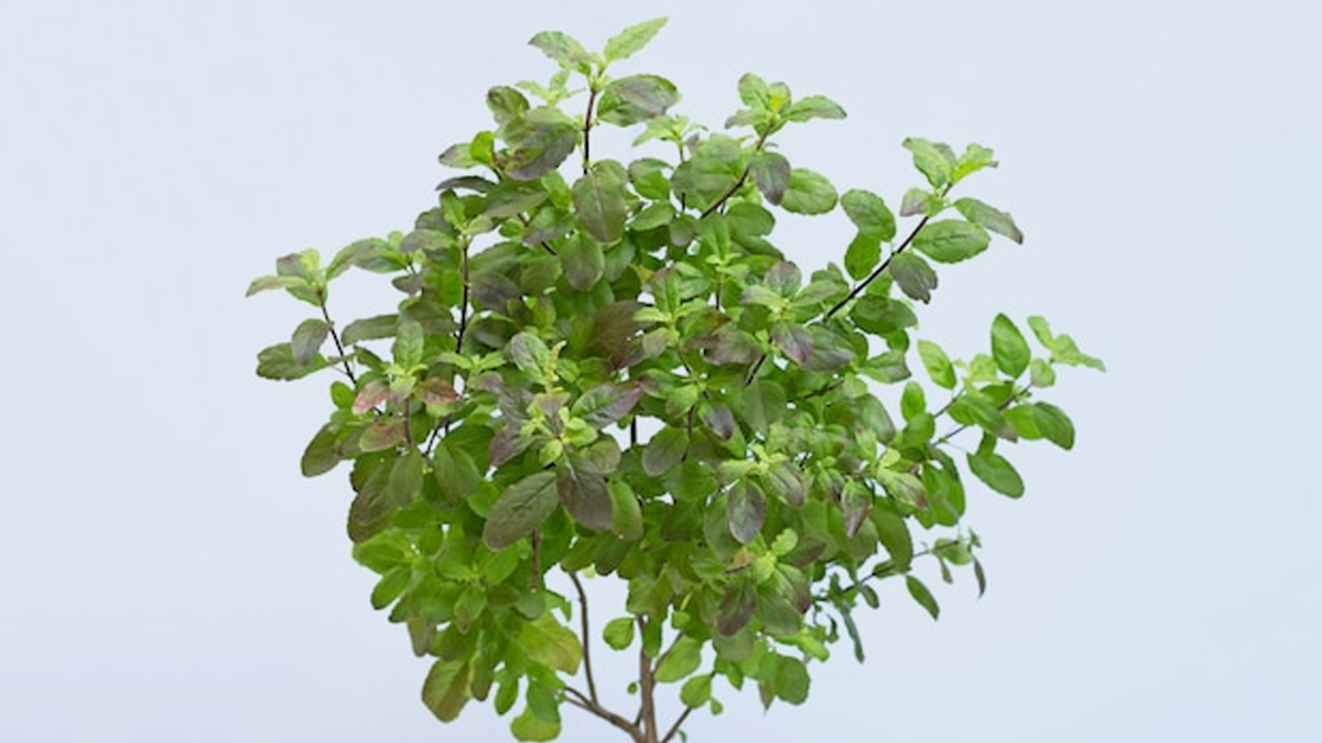 tulsi-at-home-tulsi-vastu-shastra-which