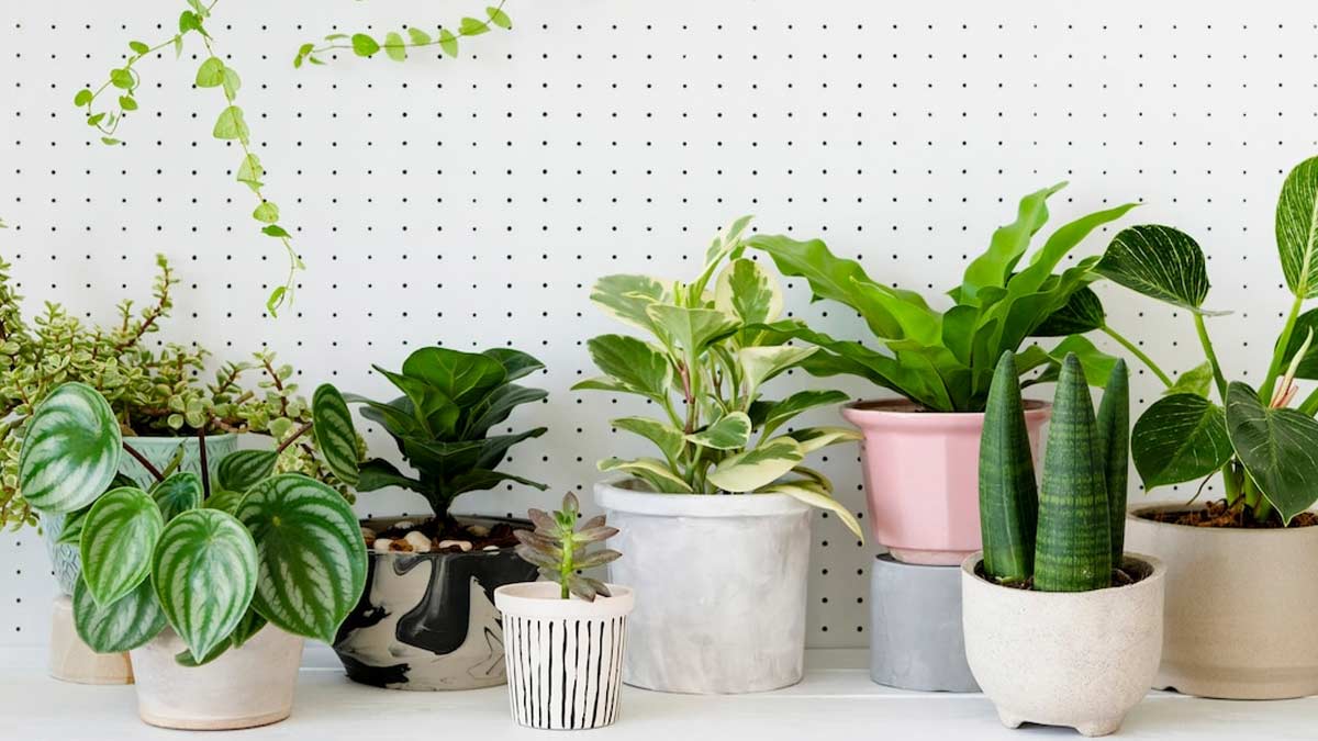 which plants act as air purifier for home