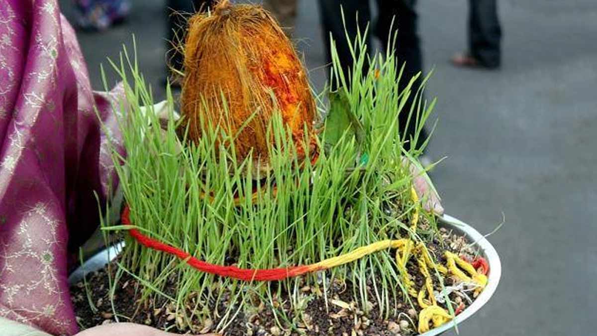 why barley are grown