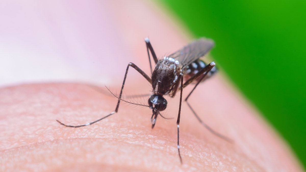 why-mosquitoes-bite-some-people-more