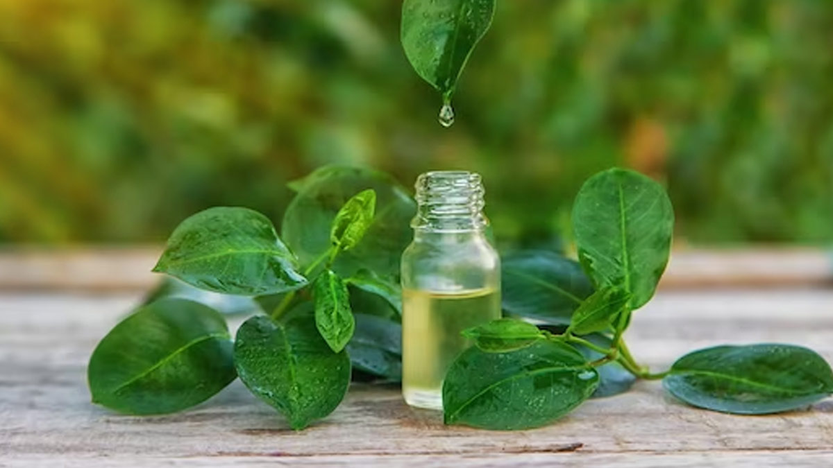 Tulsi toner ingredient