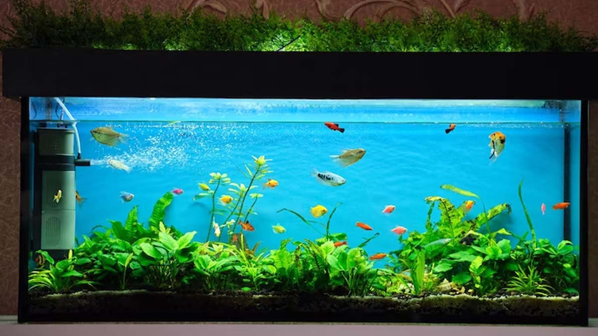 aquarium in new office