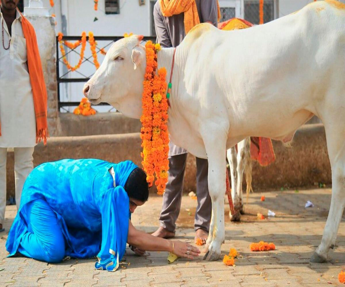 astro remedies of cow